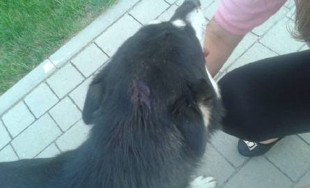Tarnobrzeg: Uderzył psa szpadlem, aż rozciął zwierzęciu skórę na głowie