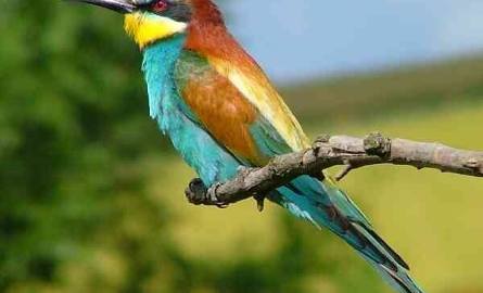 Pięknie ubarwiony ptak wygląda jak z innego świata.