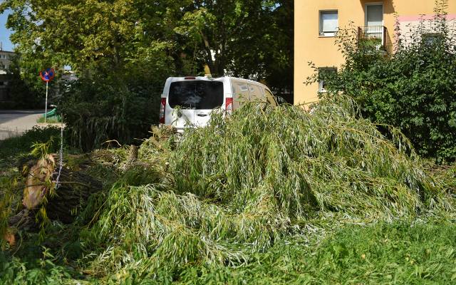 Poznań: Drzewo spadło na samochód na ul. Świt [ZDJĘCIA]