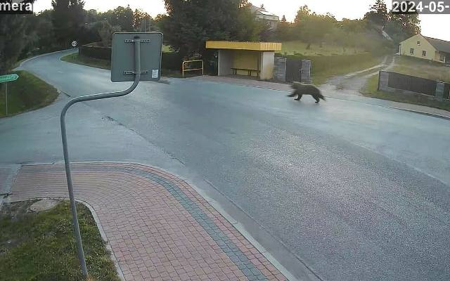 Nowe zdjęcia i wideo z niedźwiedziem, który pojawił się w regionie tarnowskim. Drapieżnik został nagrany przez monitoring w Borowej 