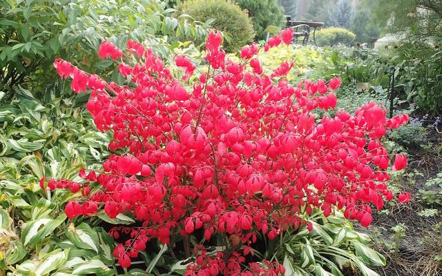 „Płonący krzew” to ozdoba jesiennego ogrodu. Ma niesamowity kolor i jest łatwy w uprawie. Sprawdź, jak zadbać trzmielinę oskrzydloną