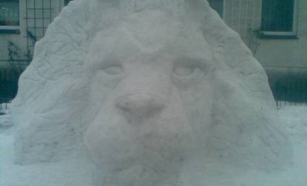 Wielki lew wychynął spod śniegu w Łężycy koło Zielonej Góry (zdjęcia Czytelnika)