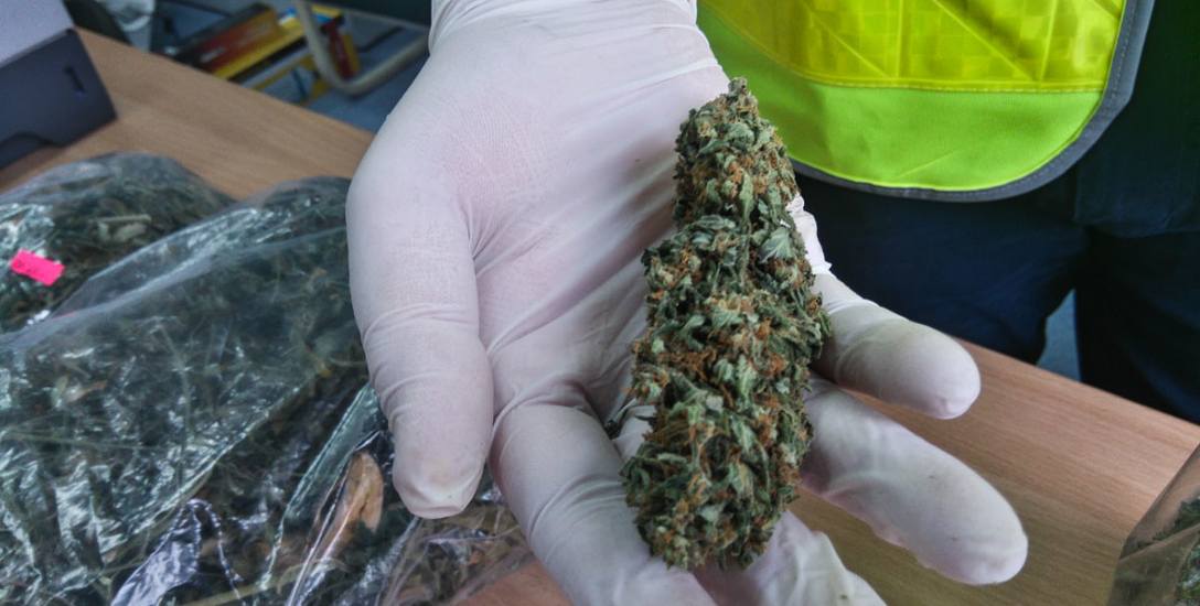 30-latek wyhodował pół kilograma marihuany. Na czarnym rynku narkotyk był warty 25 tys. zł