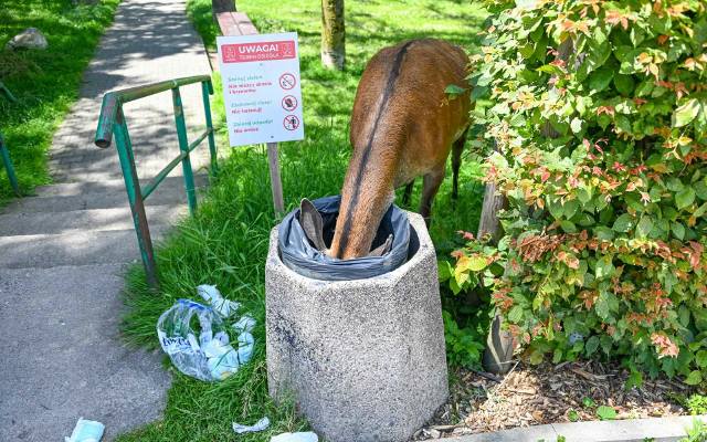 Sarny wyjadają resztki z koszy na śmieci w Zakopanem. Odganiane atakują! Zobaczcie wideo