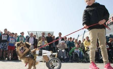 Bohater wyścigu pies Rubik, także niepełnosprawny, udowodnił, że na wózku też można normalnie żyć. Pomagała mu jego opiekunka Zuzia.