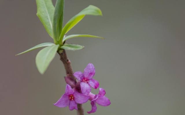 Kwiaty wawrzynka mają bardzo silny zapach przypominający trochę woń hiacyntów. Jest to roślina miododajna. Kwiaty pojawiają się na krzewie na przełomie