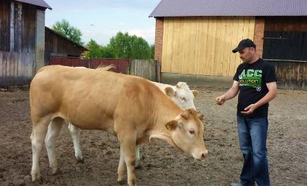 Rolnik w swojej hodowli oprócz stada krów hereford ma krowy rasy blonde d’aquitaine (na zdjęciu)