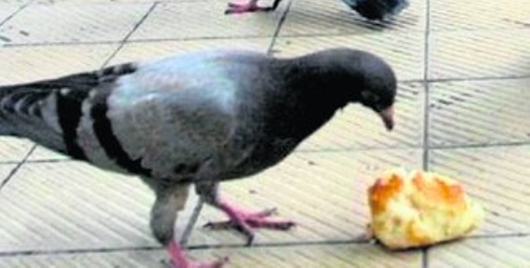 Rzucane ptakom stare jedzenie może im zaszkodzić