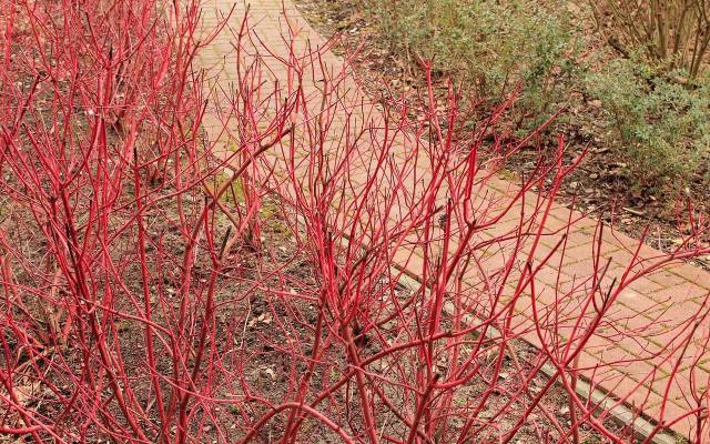 Ten krzew ma czerwone pędy i zimą wygląda zjawiskowo. Znosi mróz, upał i zanieczyszczone powietrze. Sprawdź, jak uprawiać dereń biały