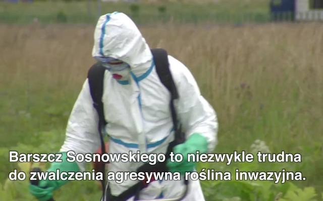 Barszcz Sosnowskiego to jedna z najbardziej toksycznych roślin w Polsce. Jest wszędzie i jest śmiertelnie groźny WIDEO + ZDJĘCIA