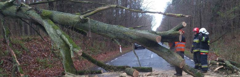 OSP KSRG Mieszkowice interweniowała o godz. 8.50 na drodze wojewódzkiej nr 126, pomiędzy Mieszkowicami a Gozdowicami, gdzie zostały powalone drzewa