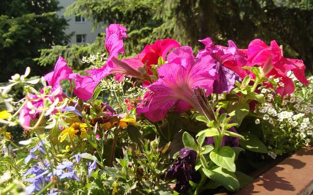 Na balkon wybierz kwiaty, które nie śmiecą. Zobacz, jakie kwiaty doniczkowe posadzić, a jakich unikać. Ciesz się kwiatami bez sprzątania