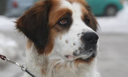 Bezpański pies uratował życie - przeczytaj więcej o Łatce