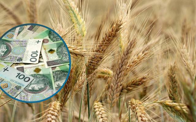 Dopłaty do zbóż: kiedy wypłata pieniędzy? Trwa wyczekiwanie i weryfikacja wniosków. Niebawem ma ruszyć wypłata