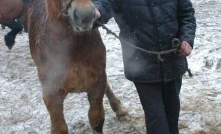 - Na koniu można zarobić 100 złotych miesięcznie - Józef Żarkowski z Lipin koło w gminie Gózd kupił rocznego konia.