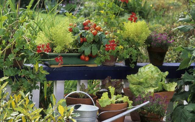 Czas założyć balkonowy warzywnik. Sprawdź, jakie warzywa posadzić na balkonie. Polecam 10 najlepszych roślin