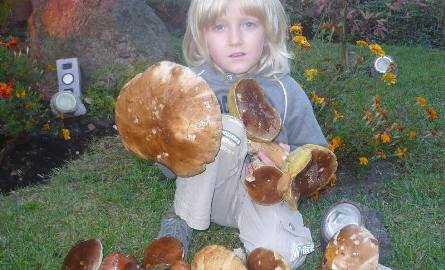 6-letni Staś Migałka z Duraczowa w gminie Stąporków  prezentuje zdobycze z czwartkowego grzybobrania.