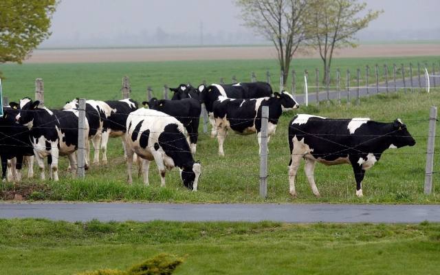 Lanckorona. Mieszkańcy alarmują, że na polach tygodniami zalegają martwe krowy. Mogą stać się przyczyną epidemii. Drastyczne zdjęcia