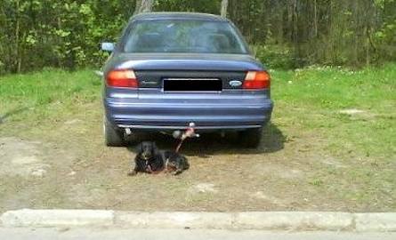 Pies przywiązany do haka "pilnuje" samochodu zaparkowanego w niedozwolonym miejscu.