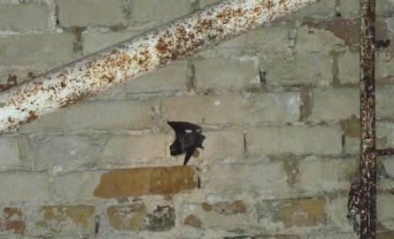 Nietoperze zimują w podziemiach koło Pałacu Branickich! (zdjęcia)