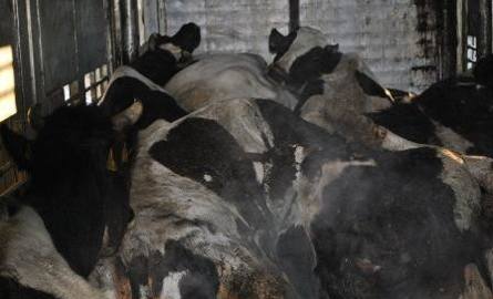 Aresztowano właściciela masarni, do której jechał transport martwych krów