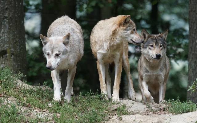 Wilki na południu powiatu tarnowskiego. Drapieżniki zagryzły psa w gminie Rzepiennik Strzyżewski. Jest ostrzeżenie samorządu