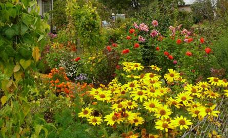 Ogród działkowy w jesiennych kolorach.