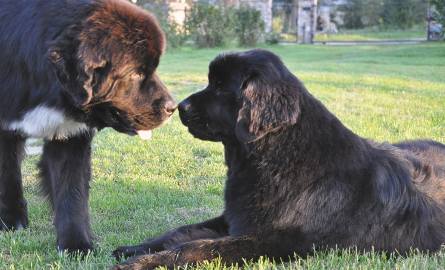 To psy niezwykle łagodne i opiekuńcze. Dorosłe nowofunlandy chętnie otaczają opieką młode psy, zwłaszcza mniejszych od siebie ras.