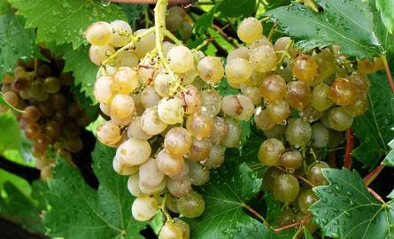 Poznaj sekrety winogron. Chronią przed zmarszczkami i regenerują skórę
