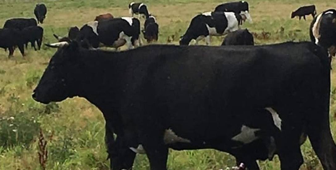 Wolne krowy nie tak szybko znajdą nowych właścicieli