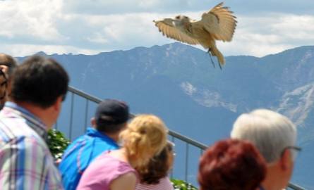 Austria. Niezwykły pokaz ptasich lotów na zamku w Landskron