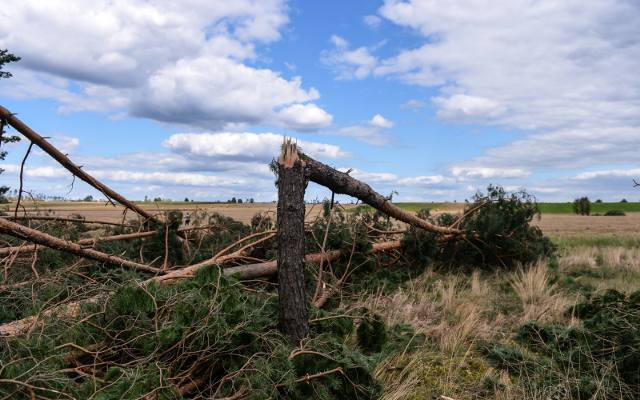 Huragan stulecia w Polsce zmiótł tysiące hektarów lasów. Jeden z największych kataklizmów we współczesnej historii 