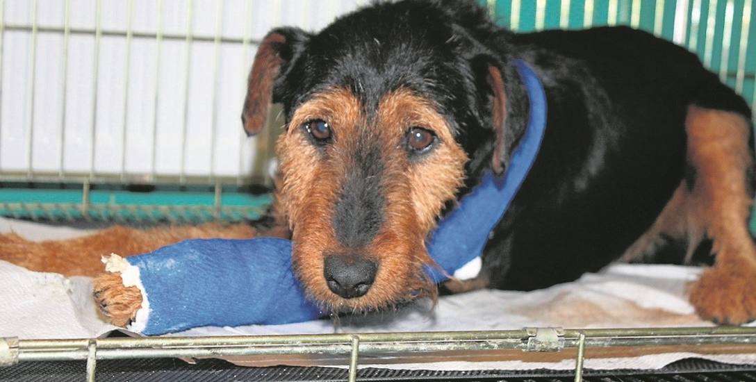Pies uratowany przez policjantów z Zakopanego ma się już dobrze; znalazł też swój dom