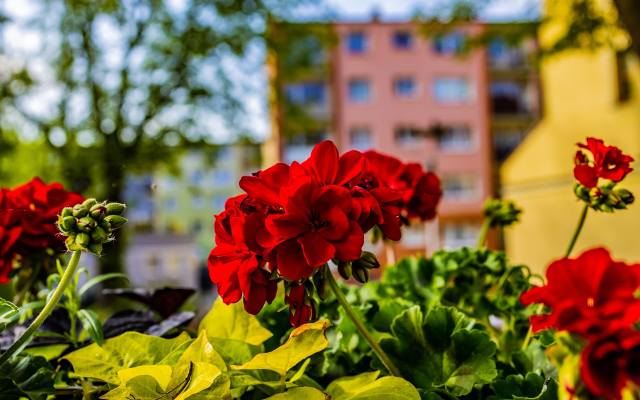 Sypią się mandaty za pelargonie na balkonie. Sprawdź, jak uniknąć kary. Co mówią przepisy na temat roślin balkonowych?