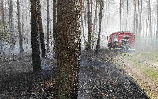 Piła: Płoną lasy w Krępsku i Brodnie. Wiatr utrudnia gaszenie pożaru. Na miejscu 22 jednostki straży pożarnej