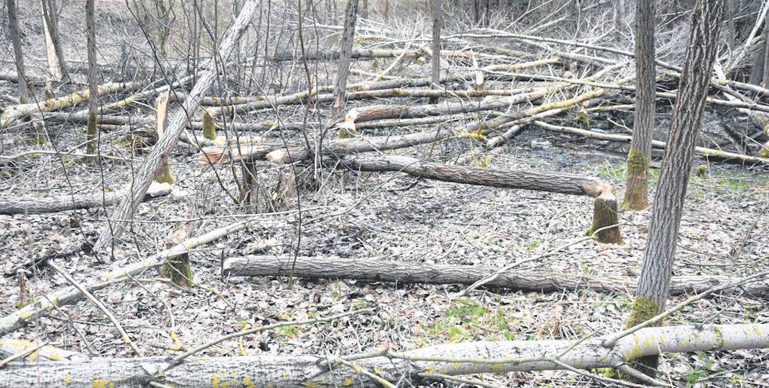 Las w okolicach drogi  Radomyśl - Parsęcko splądrowany przez bobrzą rodzinę