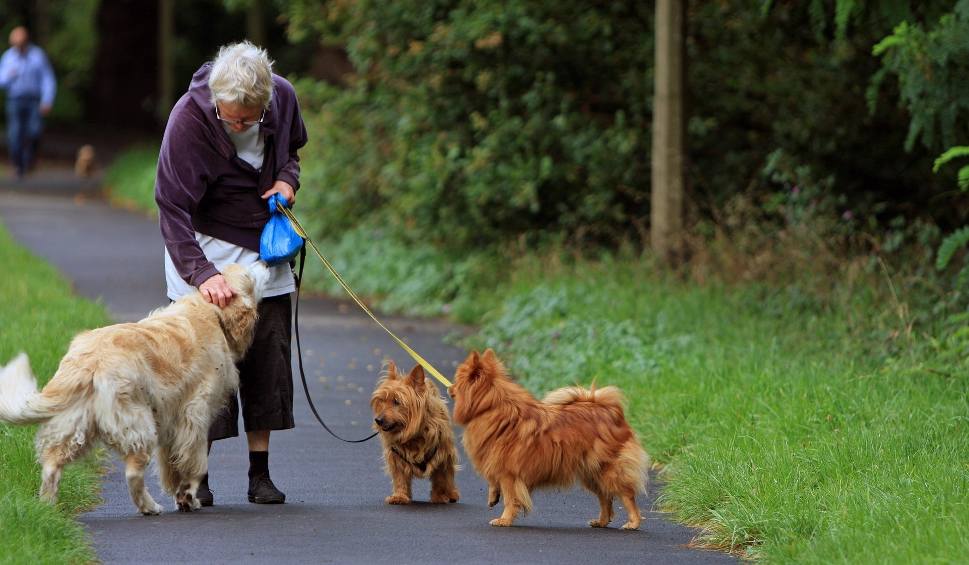 Film do artykułu: Oto najlepsze rasy psów dla seniorów. Te czworonogi będą idealne dla osób starszych. Sprawdź naszą listę! 24.04.2024