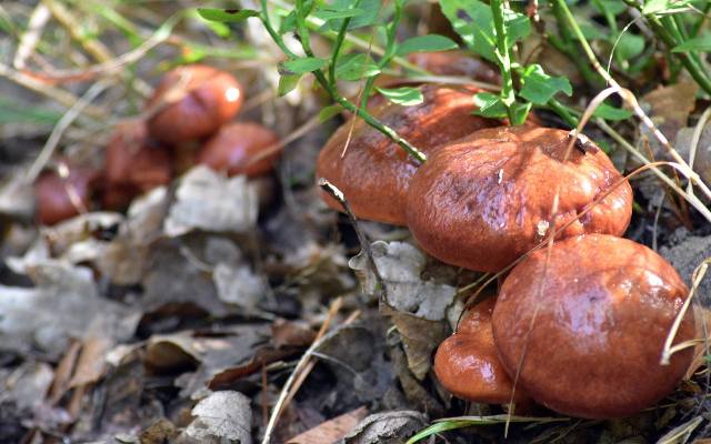 Gdzie znajdziesz grzyby? Niektóre lubią sąsiedztwo sosen, niektóre dębów. Pod tymi drzewami rosną borowiki, kurki lub gąski