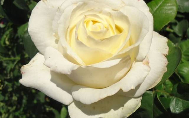 Róże - królewskie piękno w każdym ogrodzie. Które najpopularniejsze?