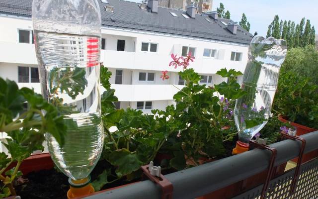 Taka kroplówka z butelki to najprostszy sposób, by nawadniać rośliny w czasie wyjazu. Wystarczy umieścić w doniczce butelkę z wodą odwróconą do góry