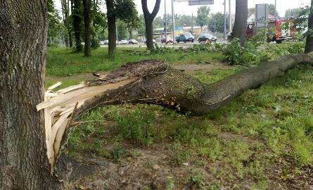W Gorzowie drzewo runęło na samochód (zdjęcia Czytelnika)