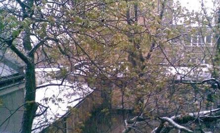 W Radomiu i regionie spadł... majowy śnieg
