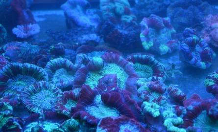 Służba Celna pomogła uratować koralowce