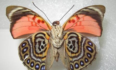 Wielka wystawa motyli w muzeum w Radomiu 