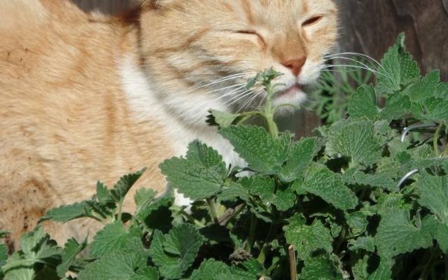 Kocimiętka jest niepozornym ziołem, którego zapach potrafi wprowadzić kota w stan prawdziwej euforii. Poza działaniem przyciągającym koty, kocimiętka
