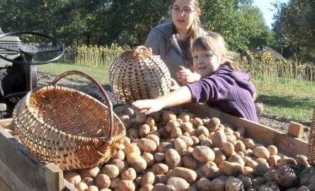 Dzieciaki miały frajdę zbierając na polu ziemniaki.