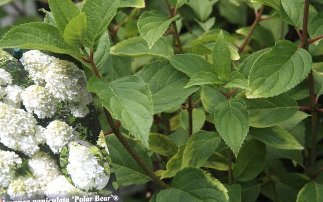 Hortensje, rośliny środziemnomorskie i motylkowe. Charakterystyka i warunki uprawy
