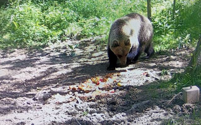 Niedźwiedź pojawił się pod Tarnowem. Policja ostrzega przed drapieżnikiem i zaleca ostrożność podczas spacerów po lesie