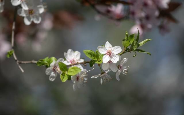 Najpiękniejsze sady śliwkowe w Polsce. 4 magiczne miejsca, które na wiosnę zachwycają kwiatami niczym Japonia. Musicie je zobaczyć!