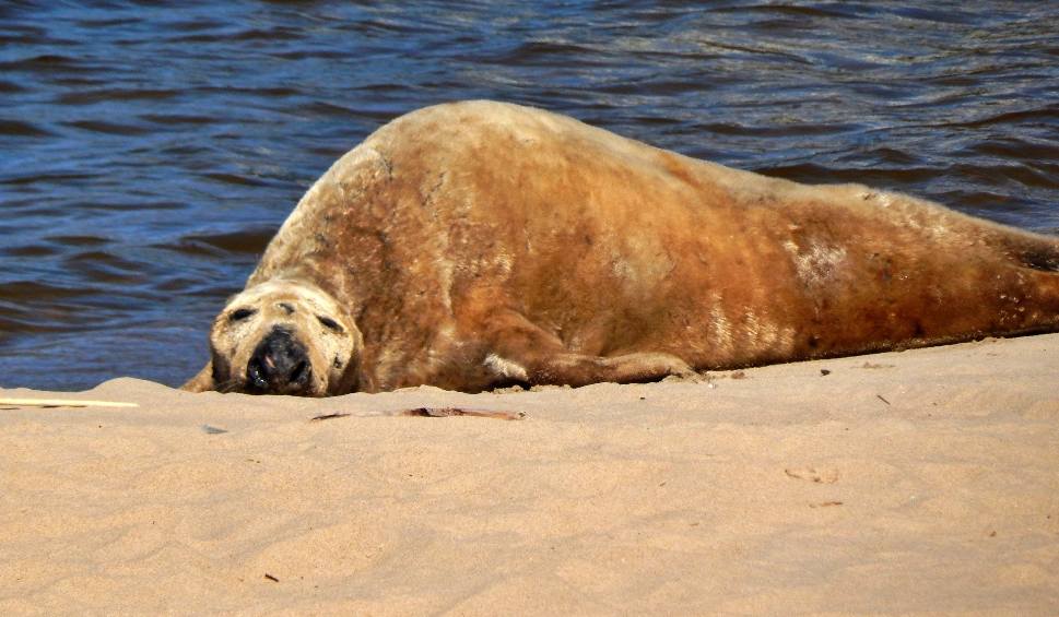 Film do artykułu: Zmęczona i wychudzona foka szara odpoczywa na plaży w Ustce